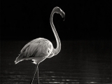 flamant-bn