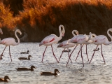 flamants-roses