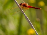 libellule