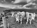 cows-and-cliffs